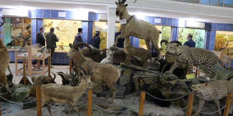 درخشش موزه طبیعی تاریخی استان لرستان در ایکوم 1 درخشش موزه طبیعی تاریخی استان لرستان در ایکوم