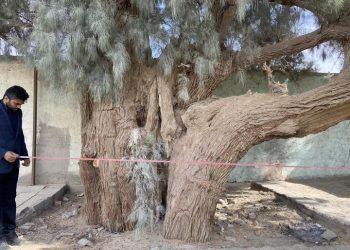 ثبت درختان کهنسال سیستان و بلوچستان در فهرست میراث ملی طبیعی کشور
