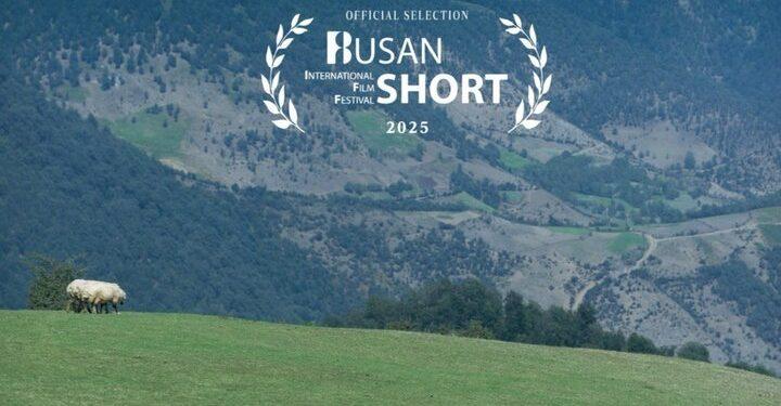 فیلم کوتاه گوسفند در جشنواره بوسان