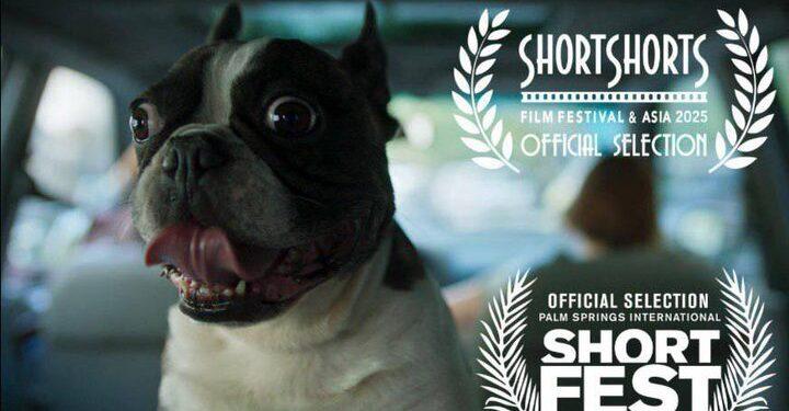 فیلم کوتاه «گوسفند» در ژاپن و آمریکا 1 حضور «گوسفند» در ژاپن و آمریکا